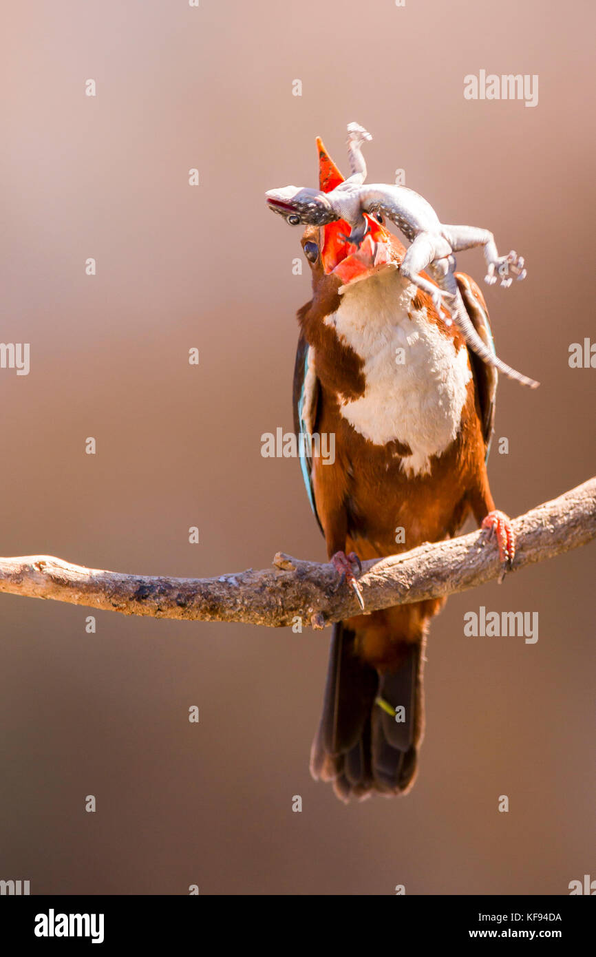 White-throated kingfisher (Halcyon smyrnensis) avec un gecko dans son bec, Néguev, Israël Banque D'Images