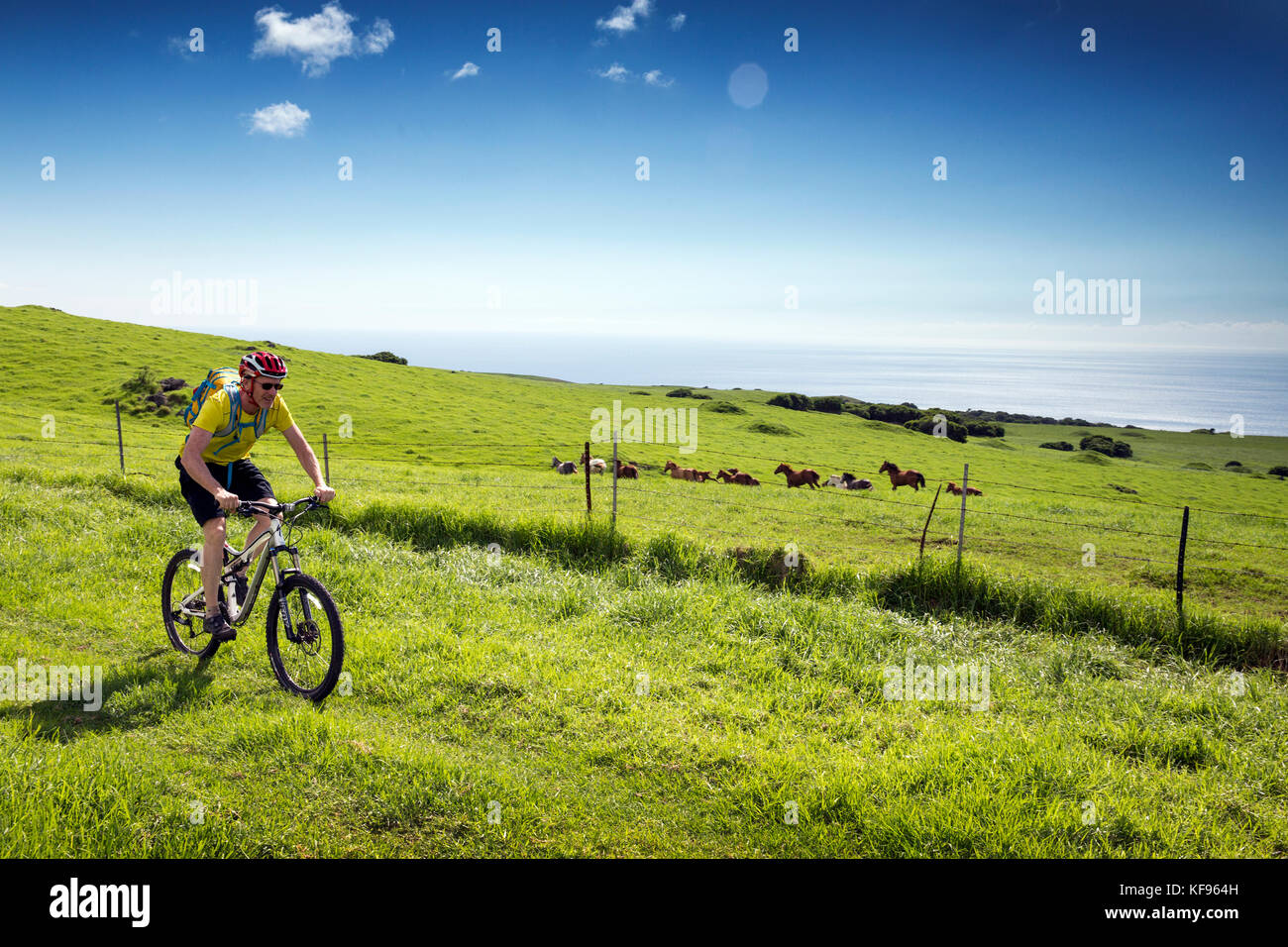 Hawaii velo new arrivals