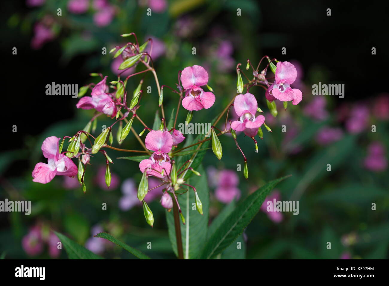 Violet de l'Himalaya Balsam (Impatiens glandulifera), fleurs de néophyte au printemps Banque D'Images