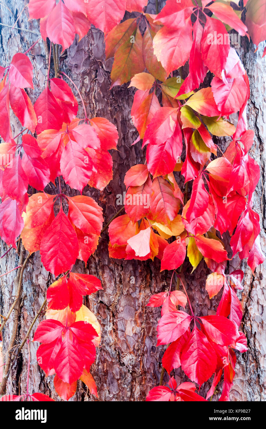 Vigne vierge, Parthenocissus quinquefolia 'Red Wall Troki' grandir le tronc d'un pin noir,Pinus nigra laricio, Banque D'Images