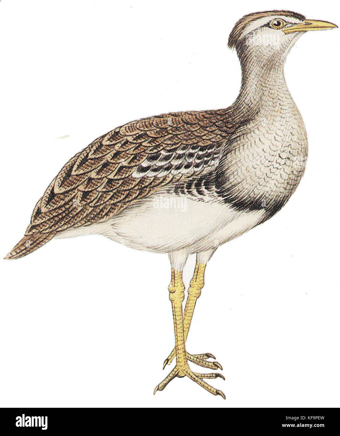 Cayley Ardeotis australis renversé Banque D'Images