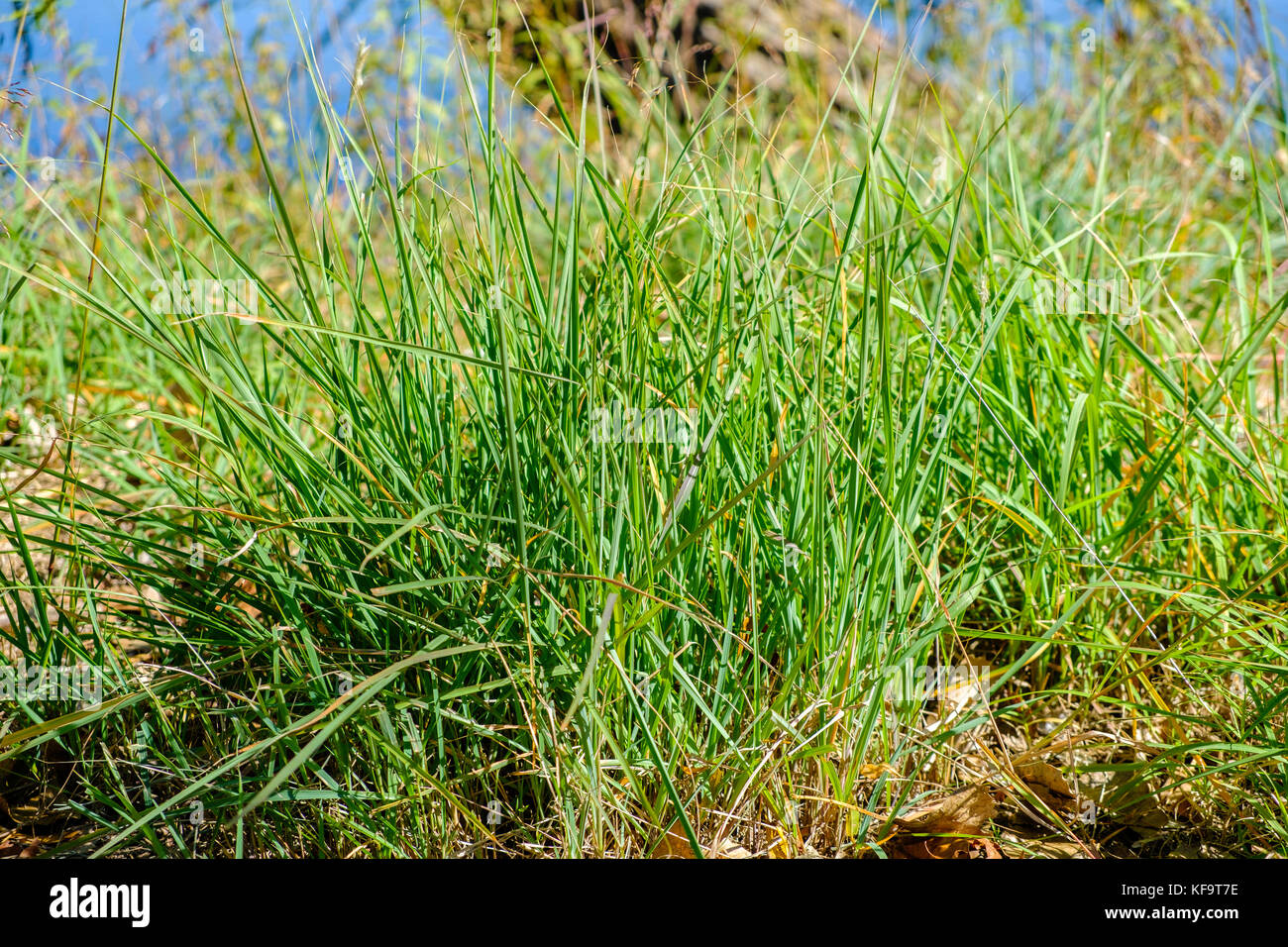 Une touffe d'herbe Johnson, Sorghum halepense, allé à la semence, considéré comme l'un des 10 pires mauvaises herbes dans le monde, à proximité d'un lac dans la région de New York, USA. Banque D'Images