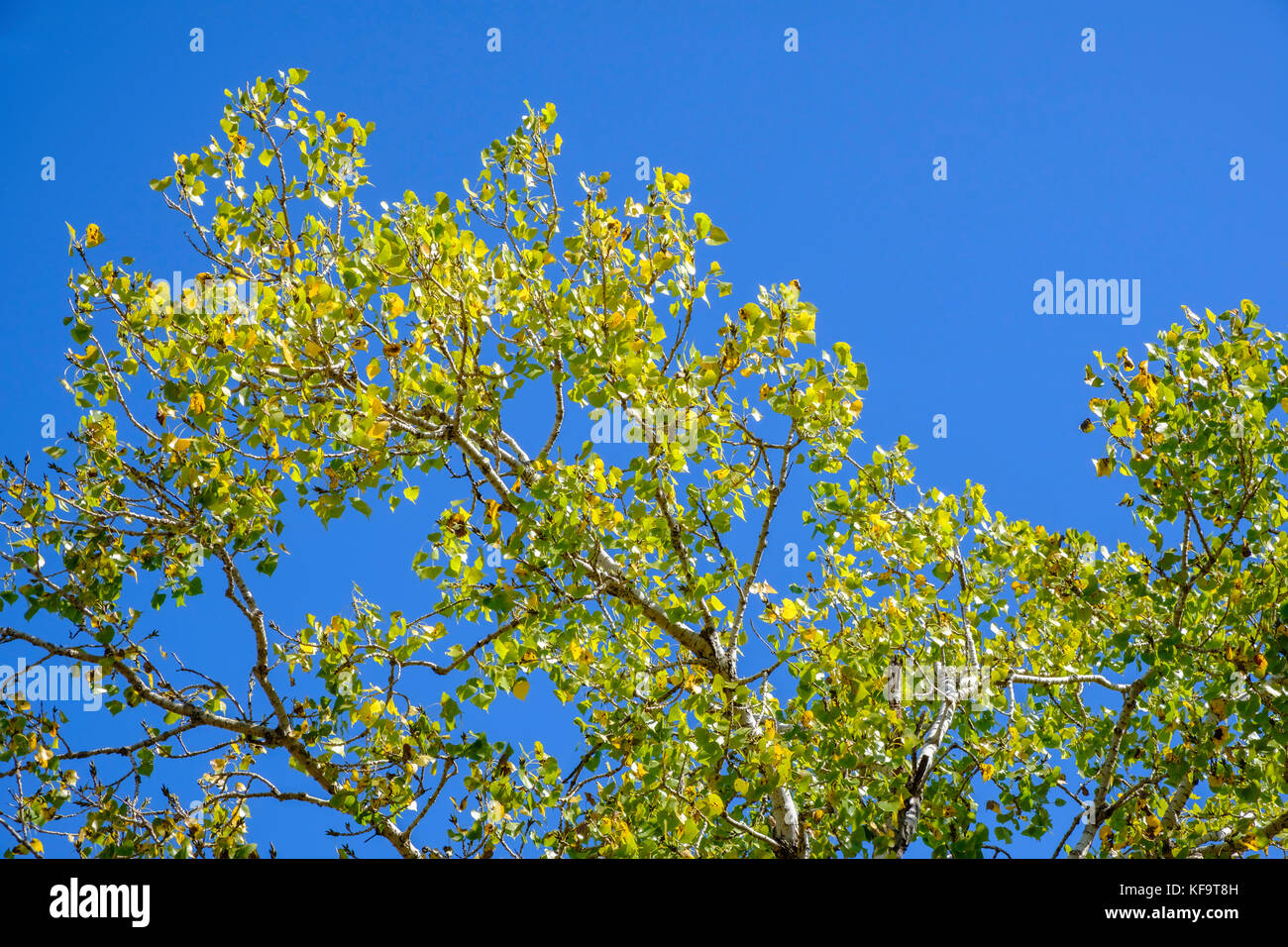 Le sommet d'un grand arbre de coton de l'est mature au début de l'automne contre un ciel bleu. Oklahoma, États-Unis. Banque D'Images