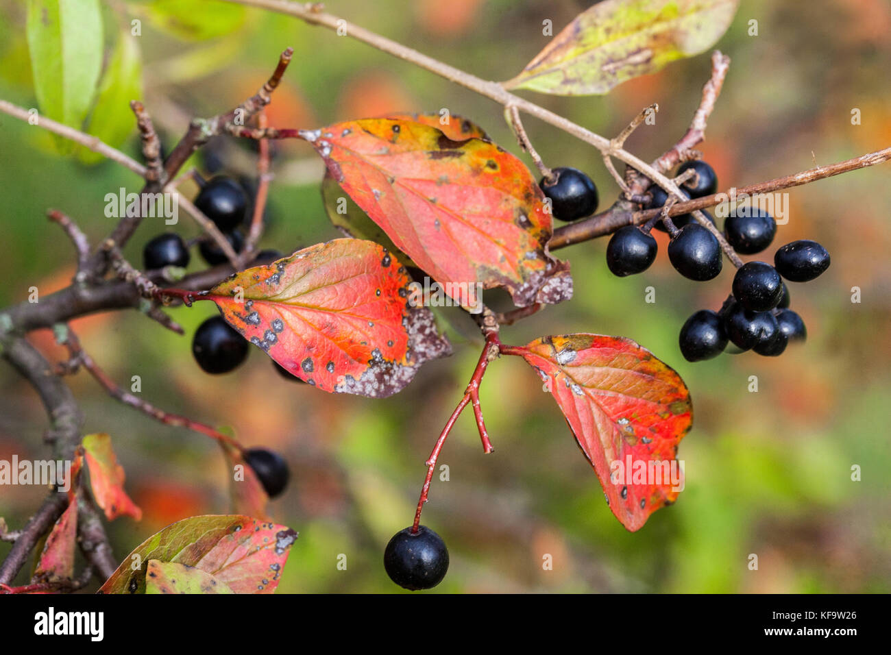 Cotoneaster pseudoambiguus baies noires, fruits sur branche, arbuste dans les baies de Cotoneaster d'automne Banque D'Images