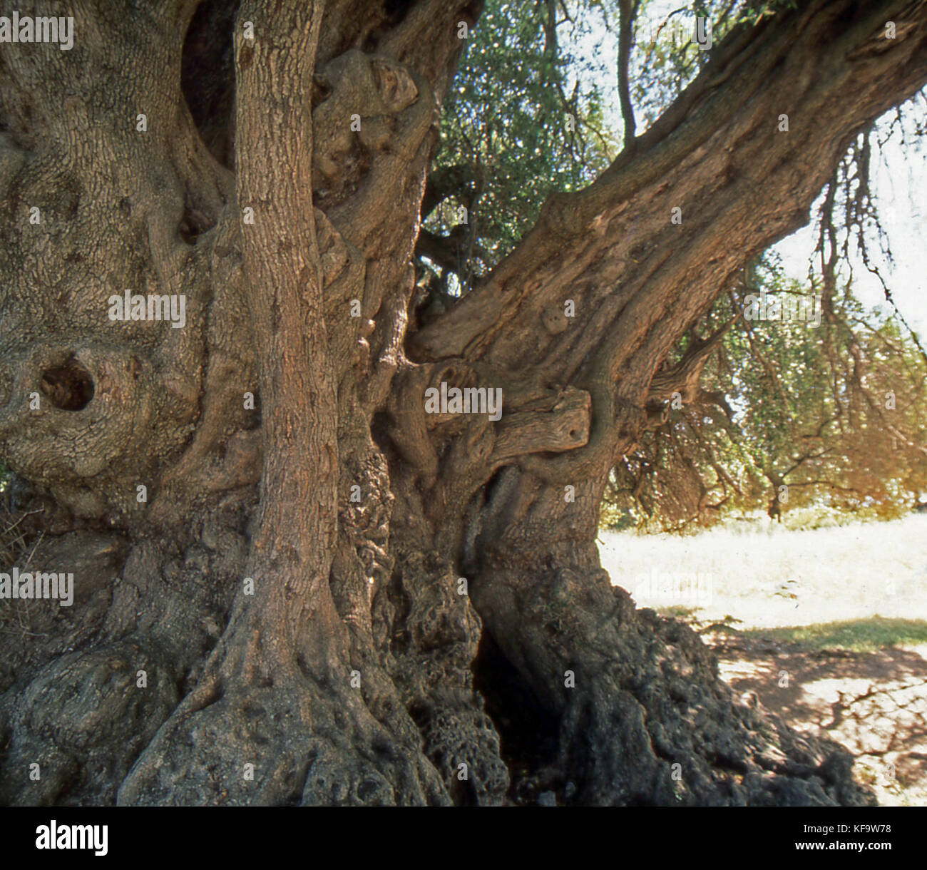 Luras, Sardaigne. wild olive millénaire vieux de deux mille ans Banque D'Images
