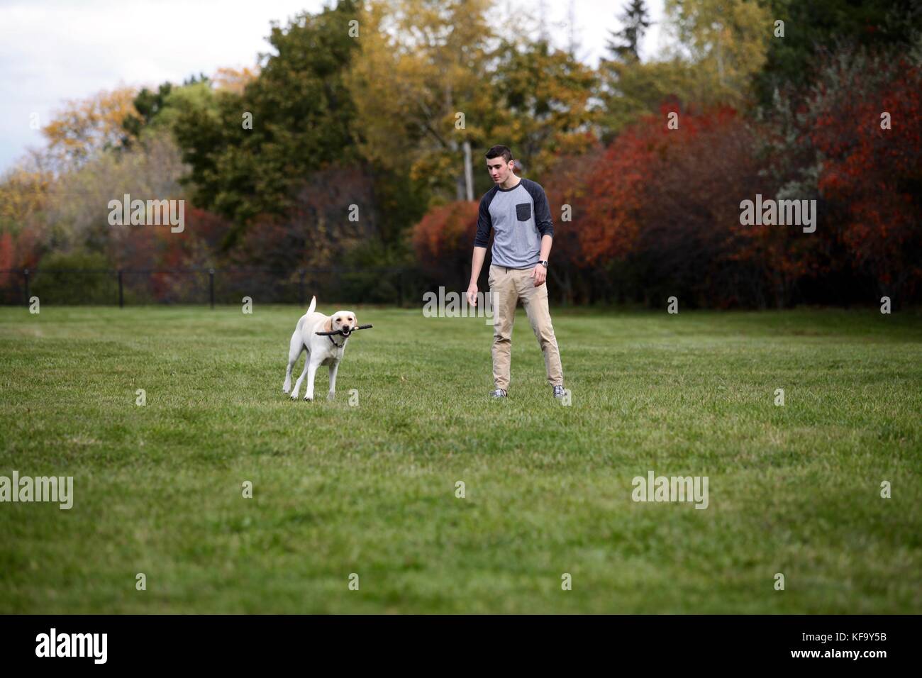 Teenage boy playing fetch dehors avec son chien labrador tenant un bâton Banque D'Images