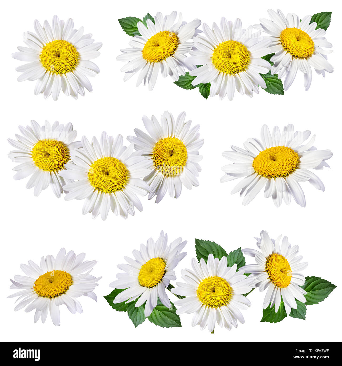 Camomille flower isolated with clipping path Banque D'Images Camomille flower isolated with clipping path Banque D'Images