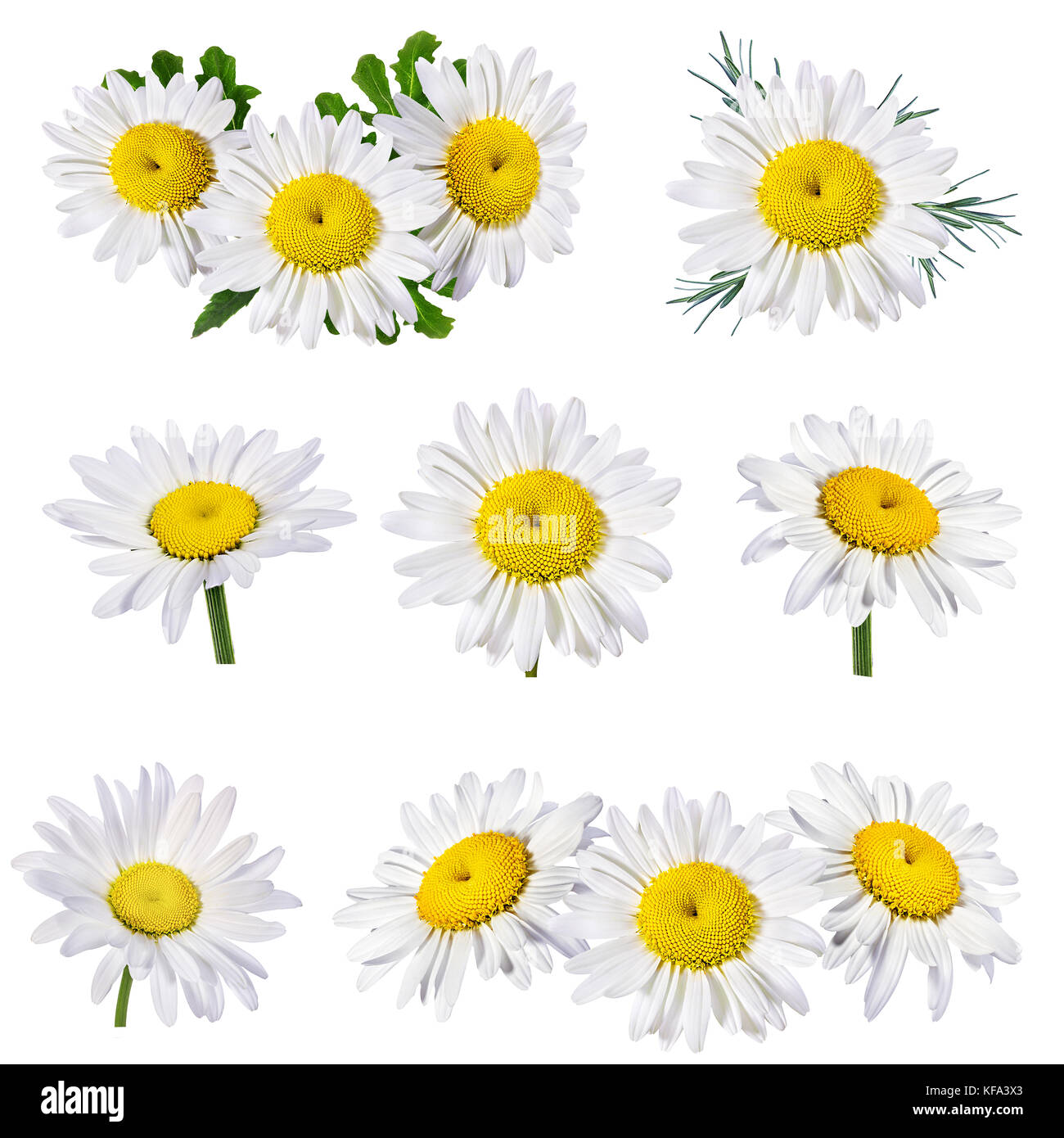 Camomille flower isolated with clipping path Banque D'Images Camomille flower isolated with clipping path Banque D'Images