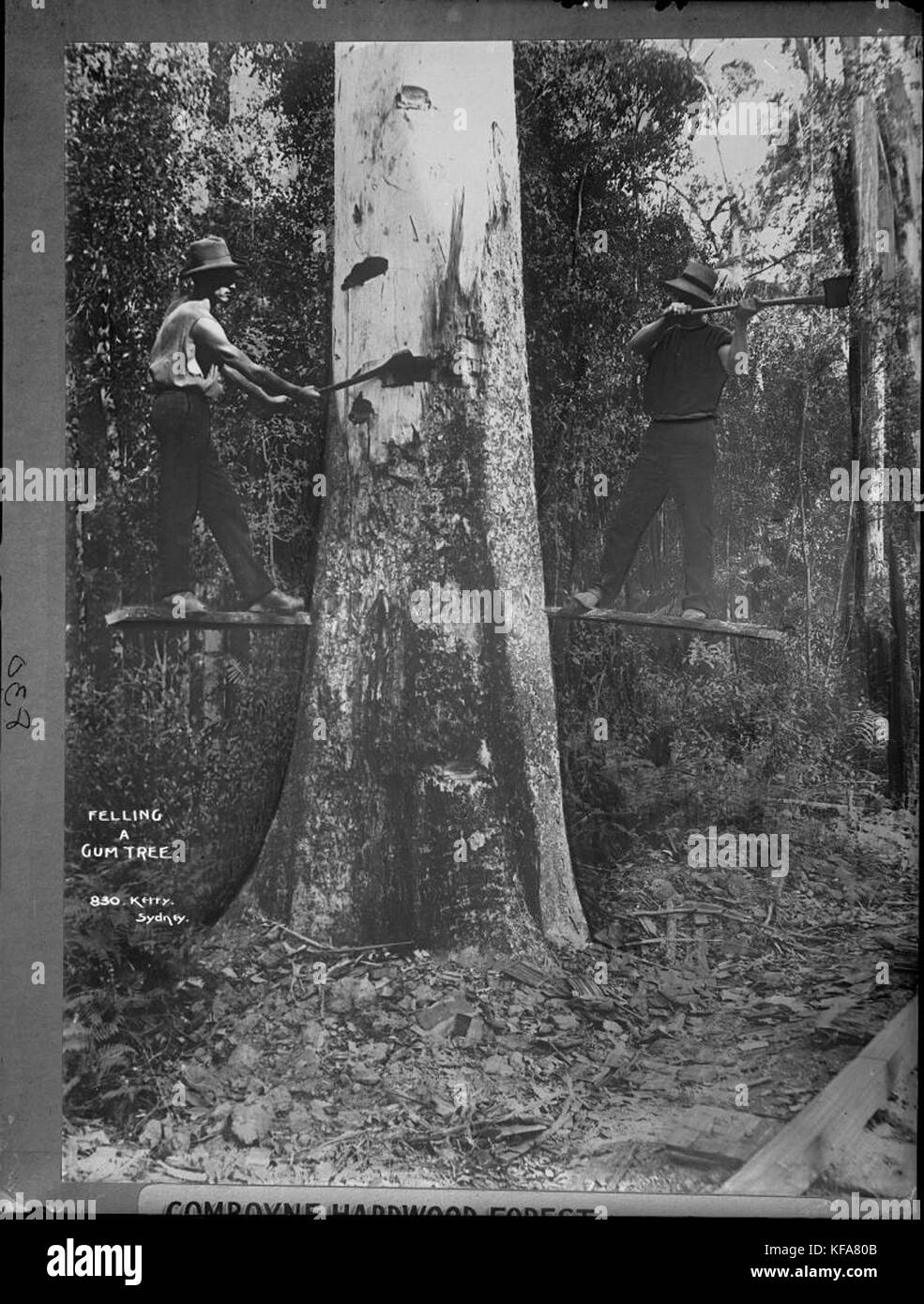 Cette photographie capture l'action de l'abattage d'un gumtree, un arbre australien emblématique, connu pour sa grande taille et son importance économique dans la production de bois. Banque D'Images