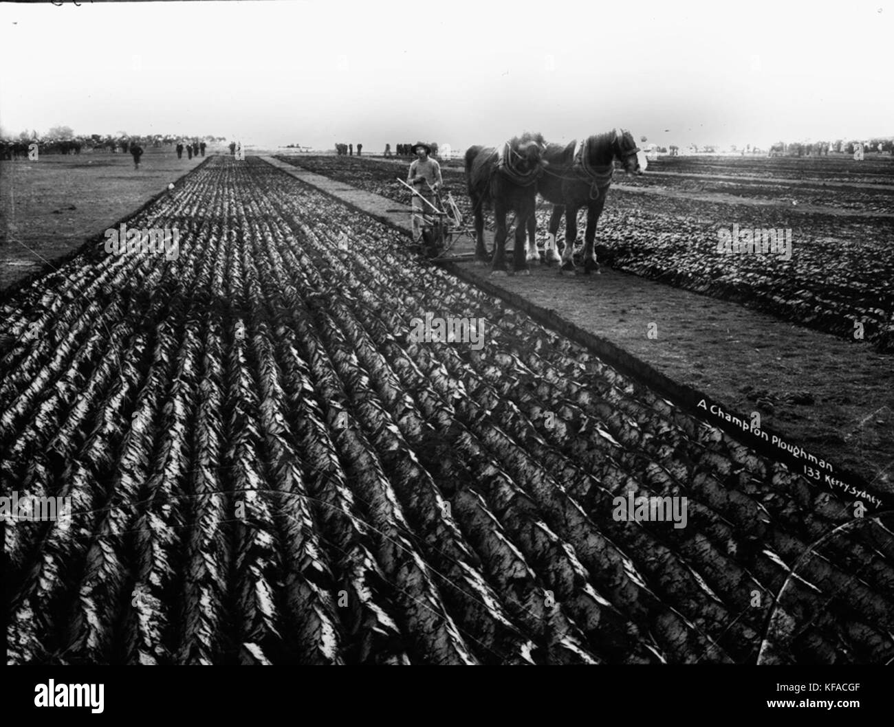 Un champion de l'harmonie du Powerhouse Museum Collection Banque D'Images
