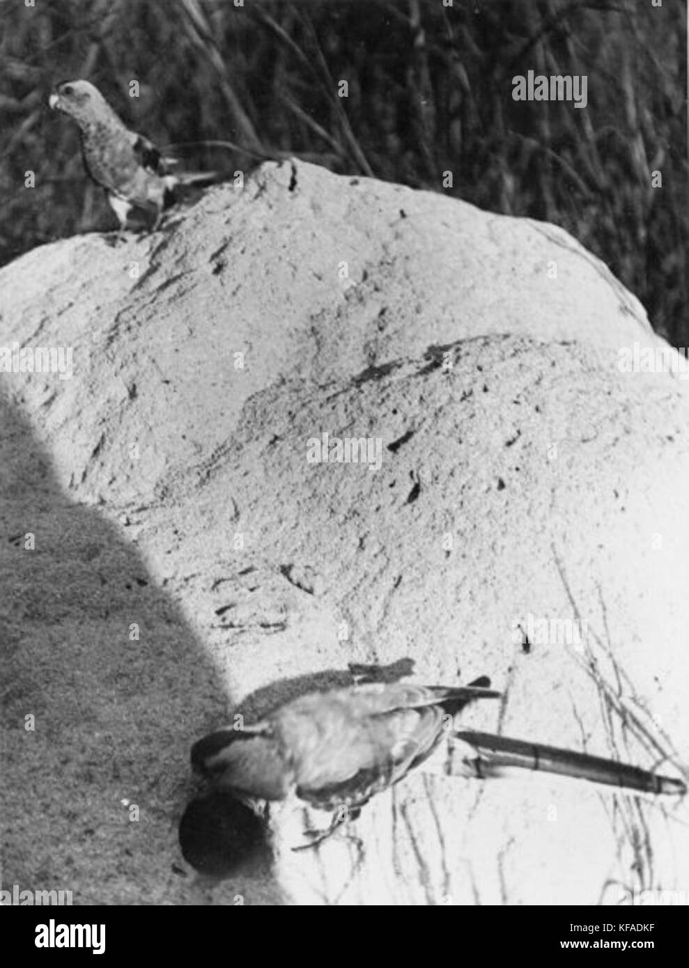 Une image d'un Psephotus pulcherrimus (une espèce de perroquet) observé dans son habitat naturel par son nid, mettant en valeur ses couleurs vives et son comportement naturel. Banque D'Images