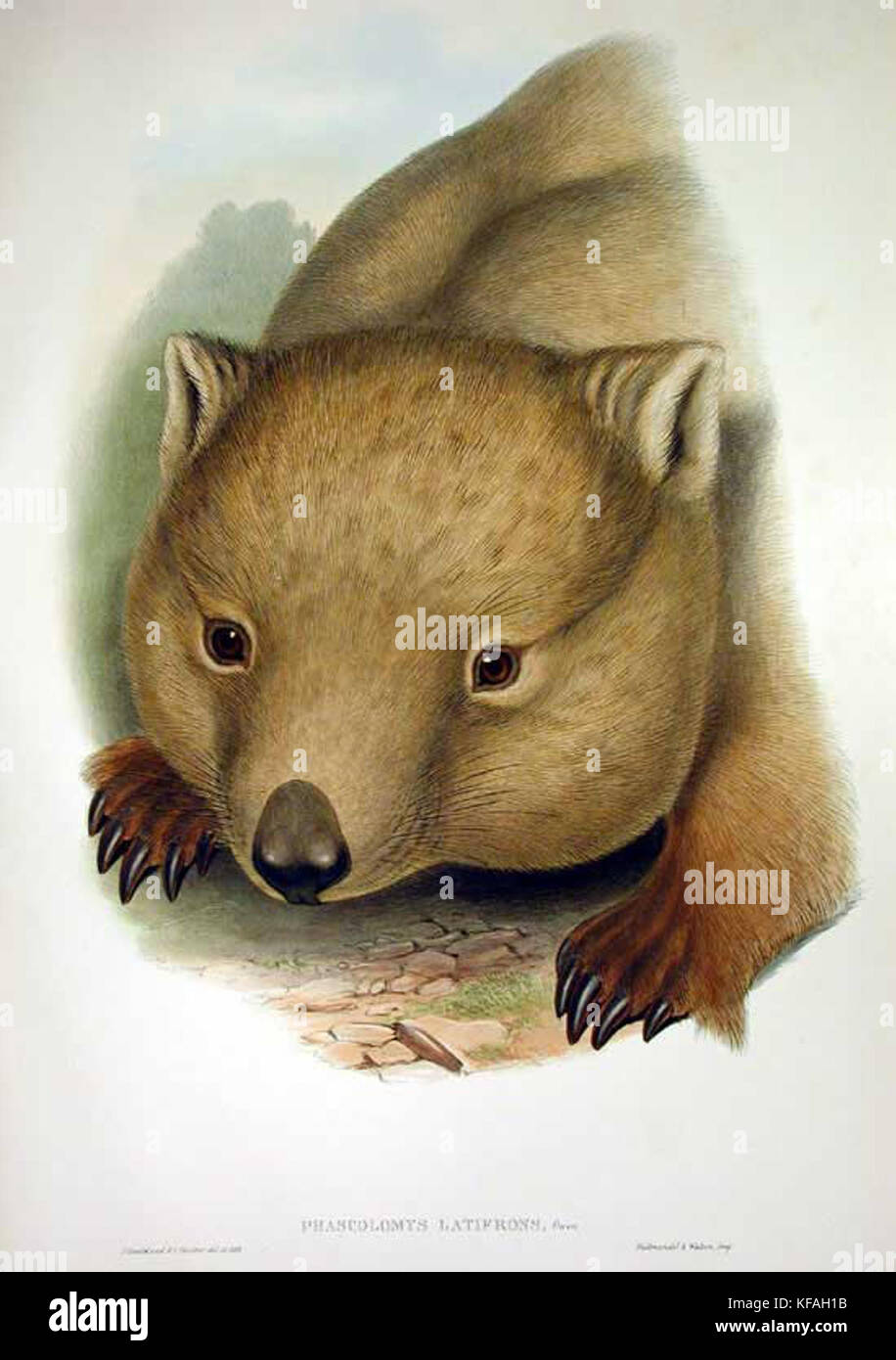 Lasiorhinus latifrons Gould Banque D'Images