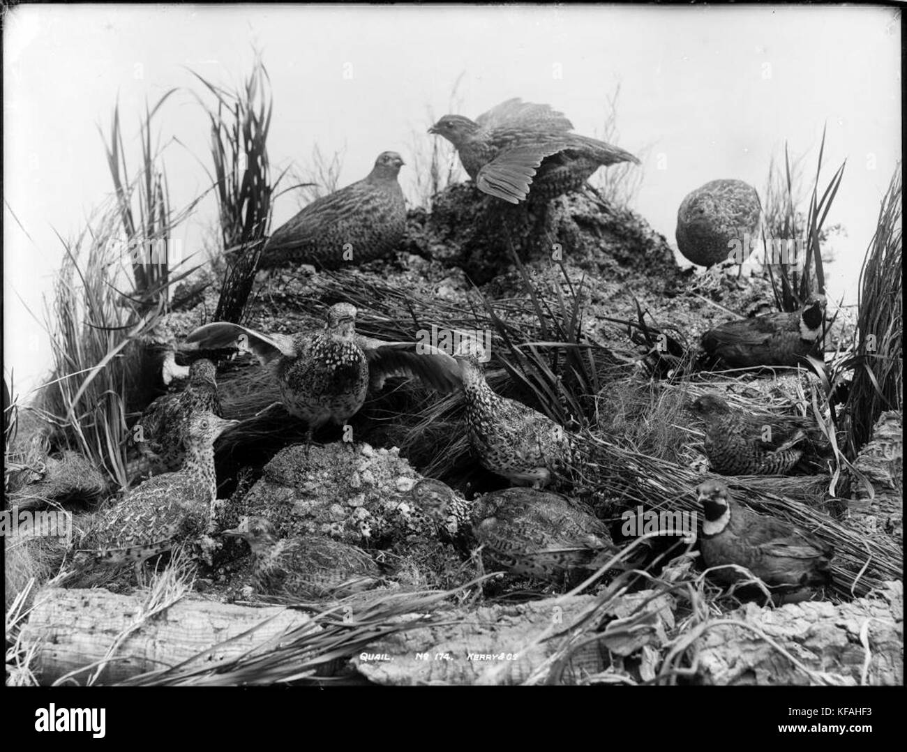 Cailles (9013522937) Banque D'Images