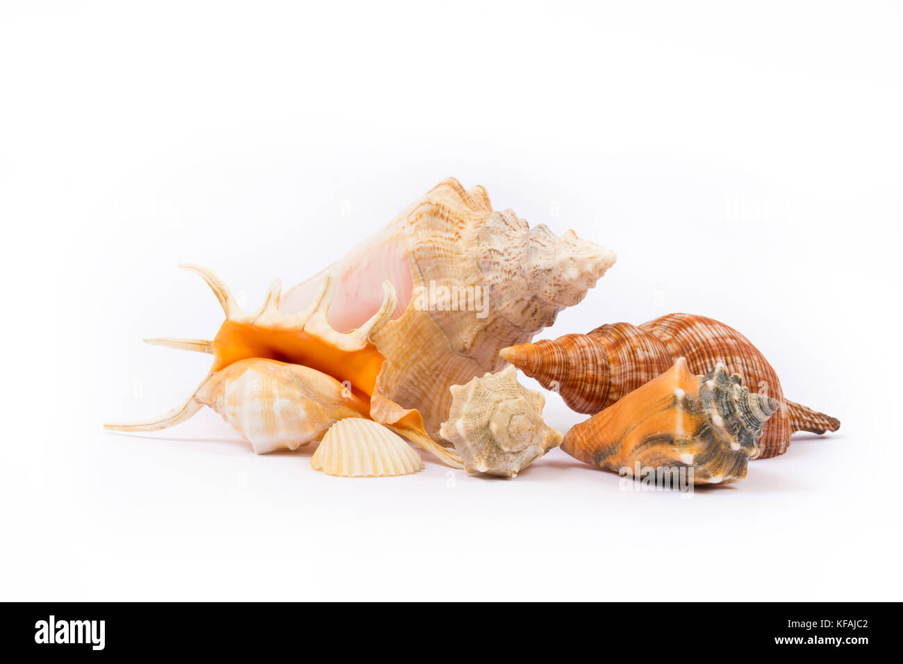 Coquillage isolé sur fond blanc Banque D'Images