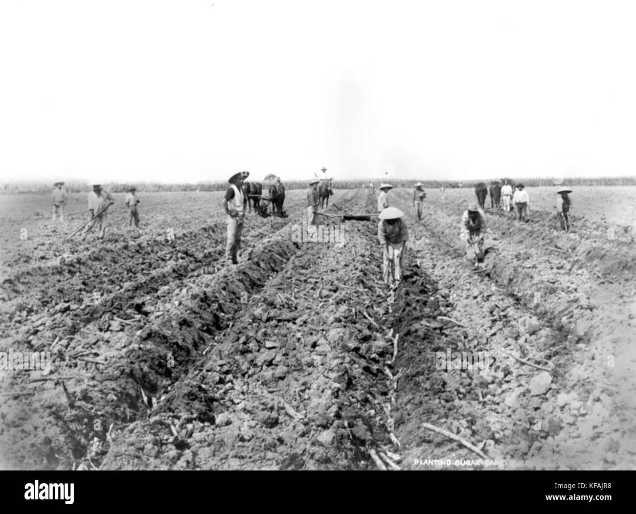 Les travailleurs agricoles chinois 1102529 canne à sucre plantation Plantation de Hambledon, Cairns, 1890 Banque D'Images