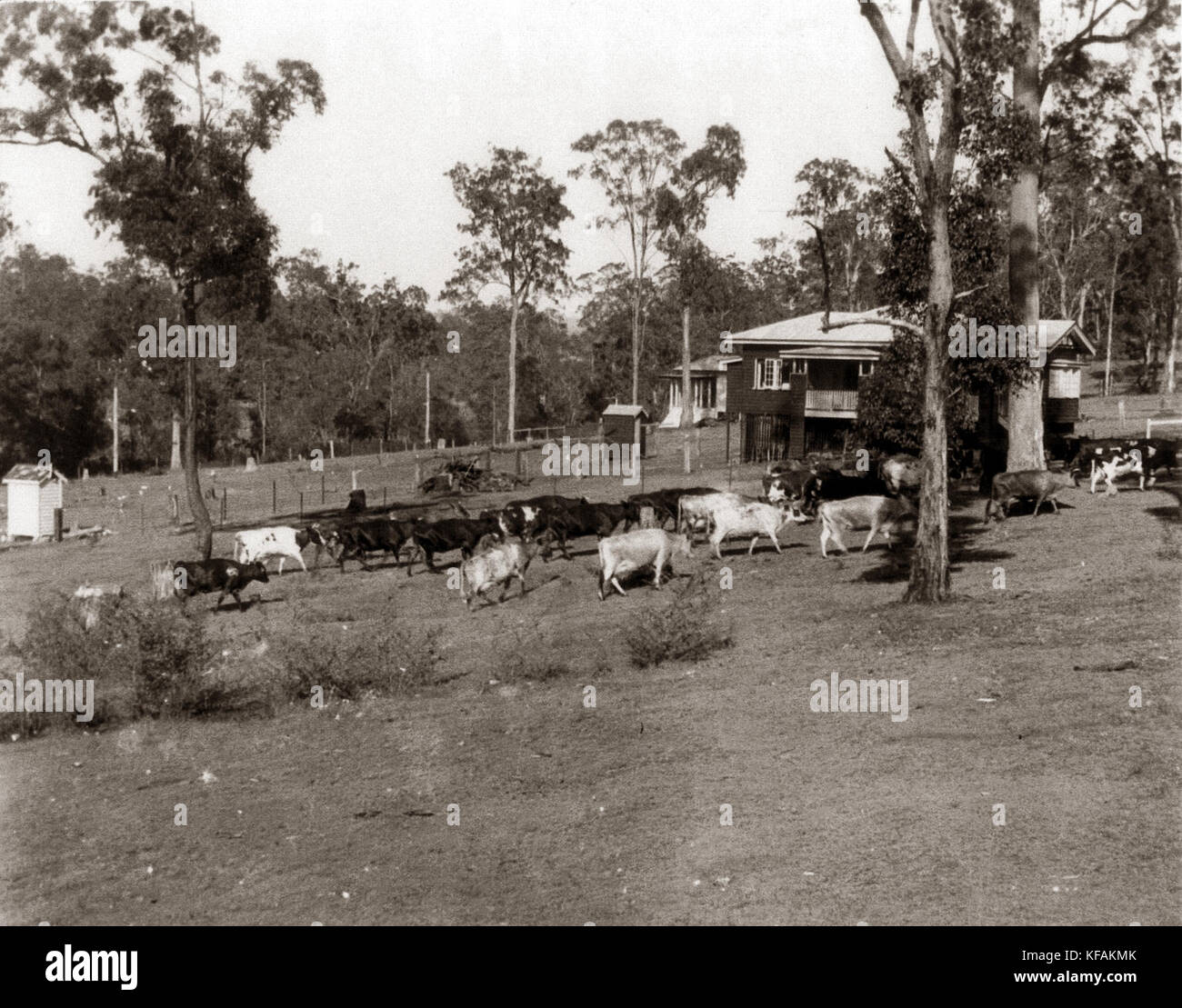 38 Piddington St, St John's Wood, Ashgrove, Brisbane Ekka Mercredi 1938 Banque D'Images