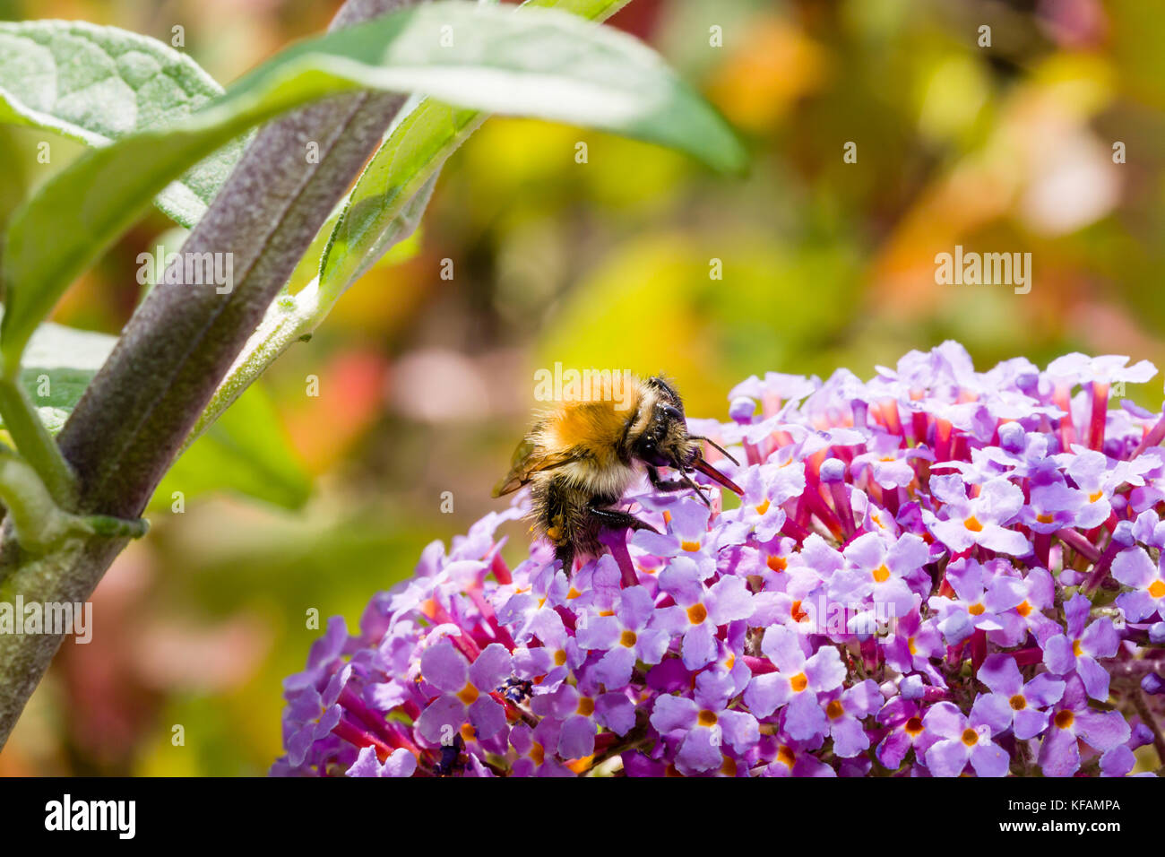 Des abeilles sauvages closup fedding Buddleja davidii arbre aux papillons à fleurs. focus sélectif. faible profondeur de champ. Banque D'Images