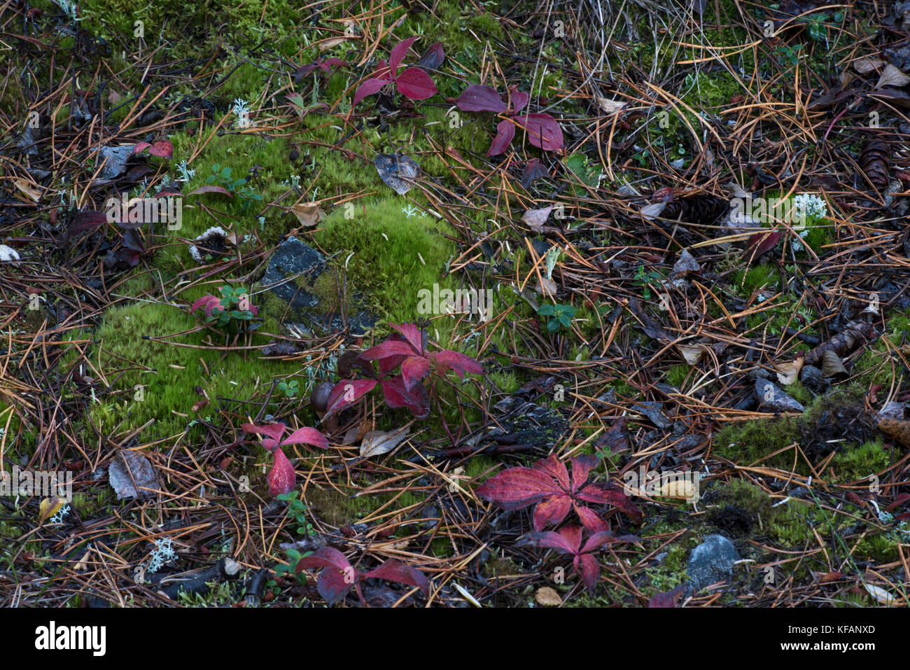 Forêt boréale, lichen, mousse, champignons, automne, feuillage d'automne, couleurs d'automne, automne, Yukon, Canada Banque D'Images