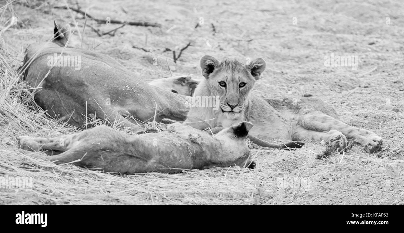 Des lionceaux se reposant dans la savane namibienne Banque D'Images