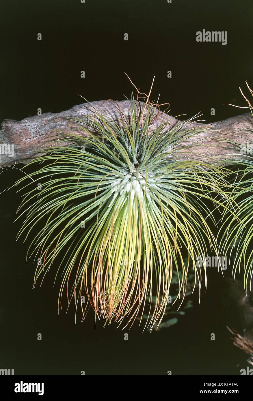 Botanique Bromelia, Tillandsia argentea, Banque D'Images