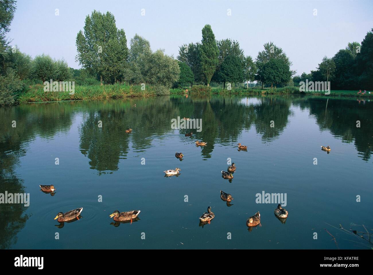 Réserve naturelle des Pays-Bas dans la région des marais du lac avec des canards biesbos Banque D'Images