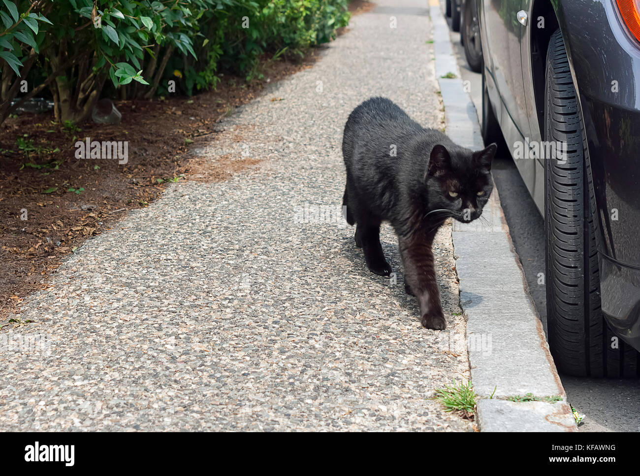 Chat noir marchant sur un trottoir dans le Massachusetts. Certaines personnes sont superstitieux et conviction un chat noir traverser son chemin n'est pas de chance. Banque D'Images