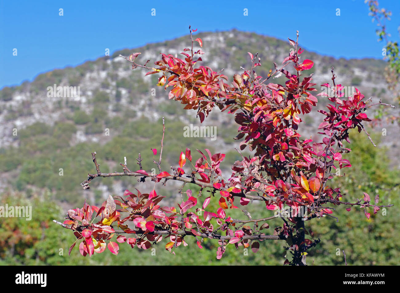 Les couleurs de l'automne : arbres de la montagnes aurunci (monts Aurunci), Italie Banque D'Images