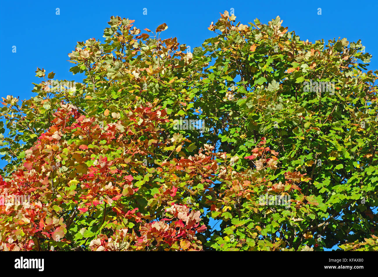 Les couleurs de l'automne : arbres de la montagnes aurunci (monts Aurunci), Italie Banque D'Images