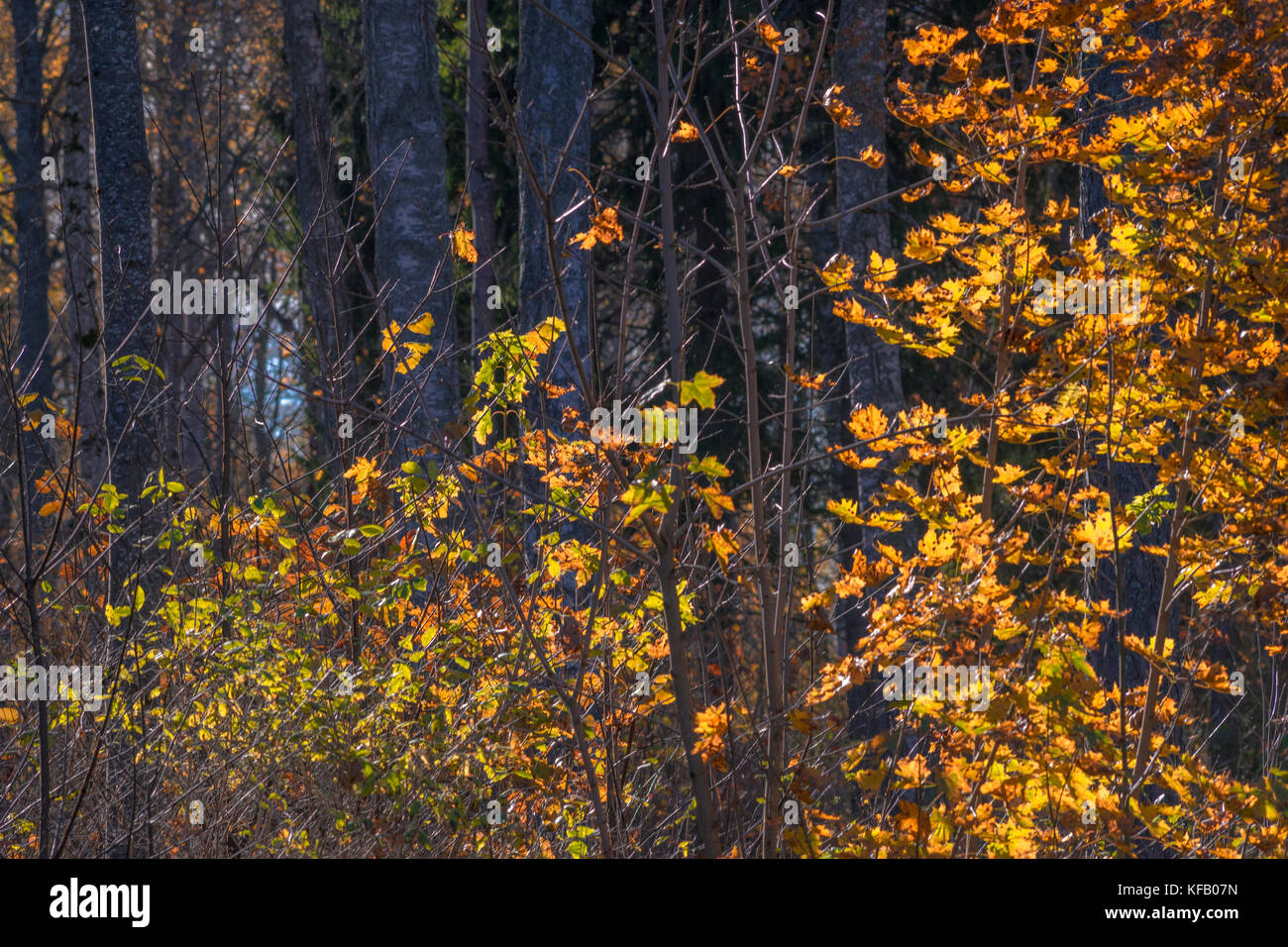 Feuillage d’automne Banque D'Images