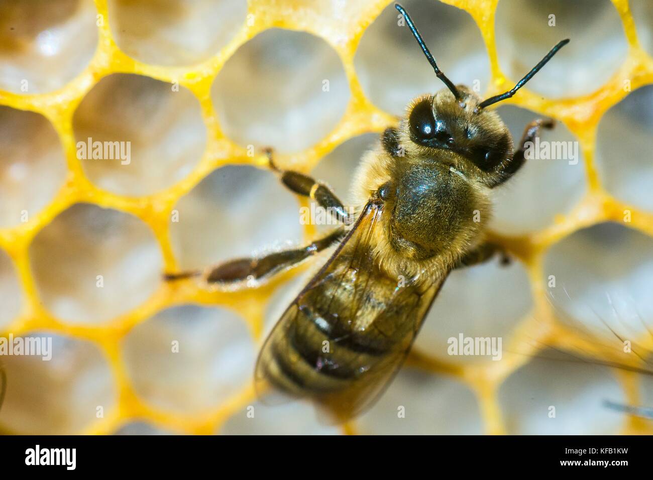 Close-up of a'abeille à miel dans une ruche nest au roberson farm le 18 août 2017 à Fredericksburg, en Virginie. (Photo par Preston keres par planetpix) Banque D'Images