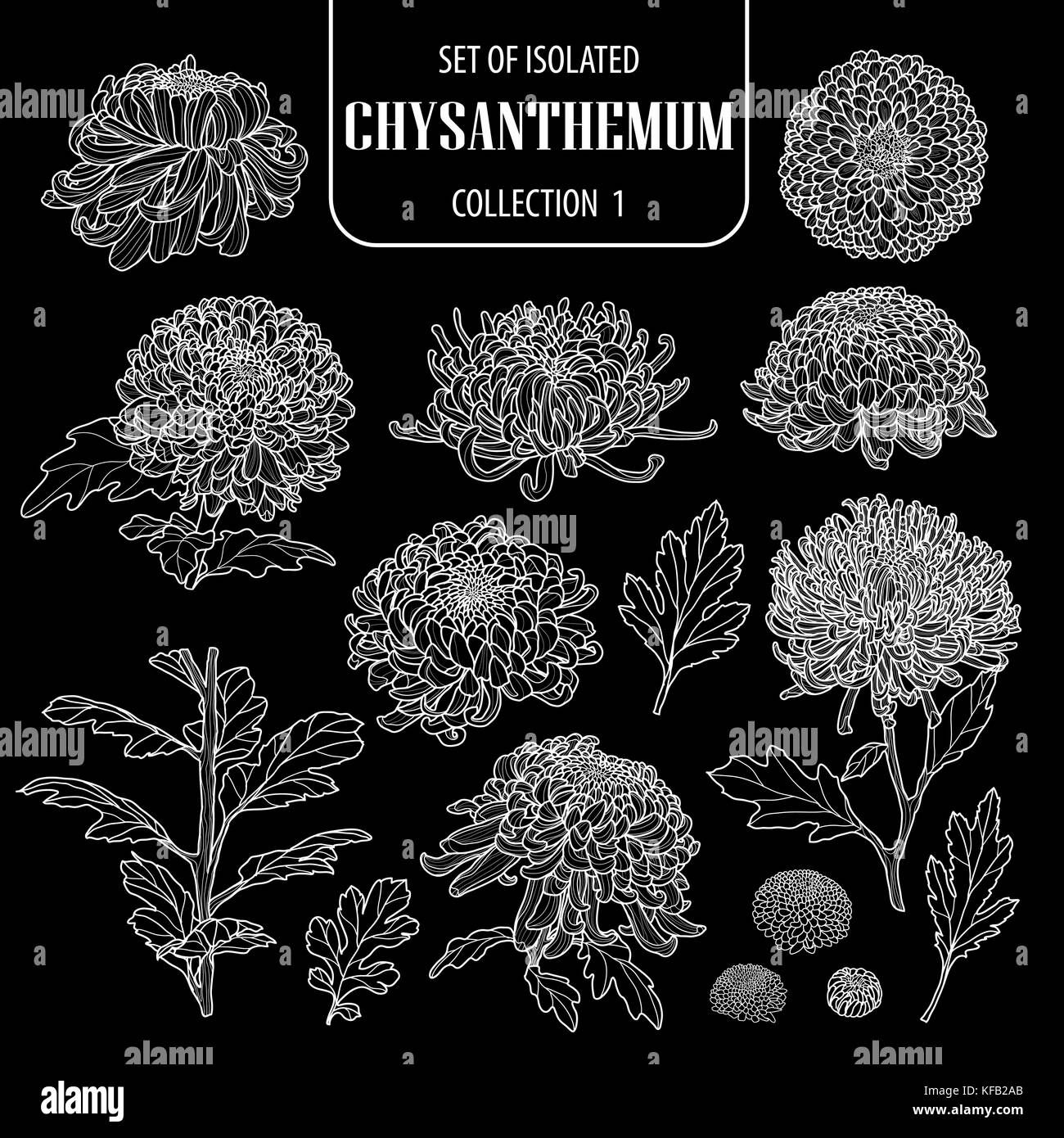 Ensemble de collection chrysanthème isolés 1. mignon hand drawn vector illustration fleur contour blanc sur fond noir. Illustration de Vecteur