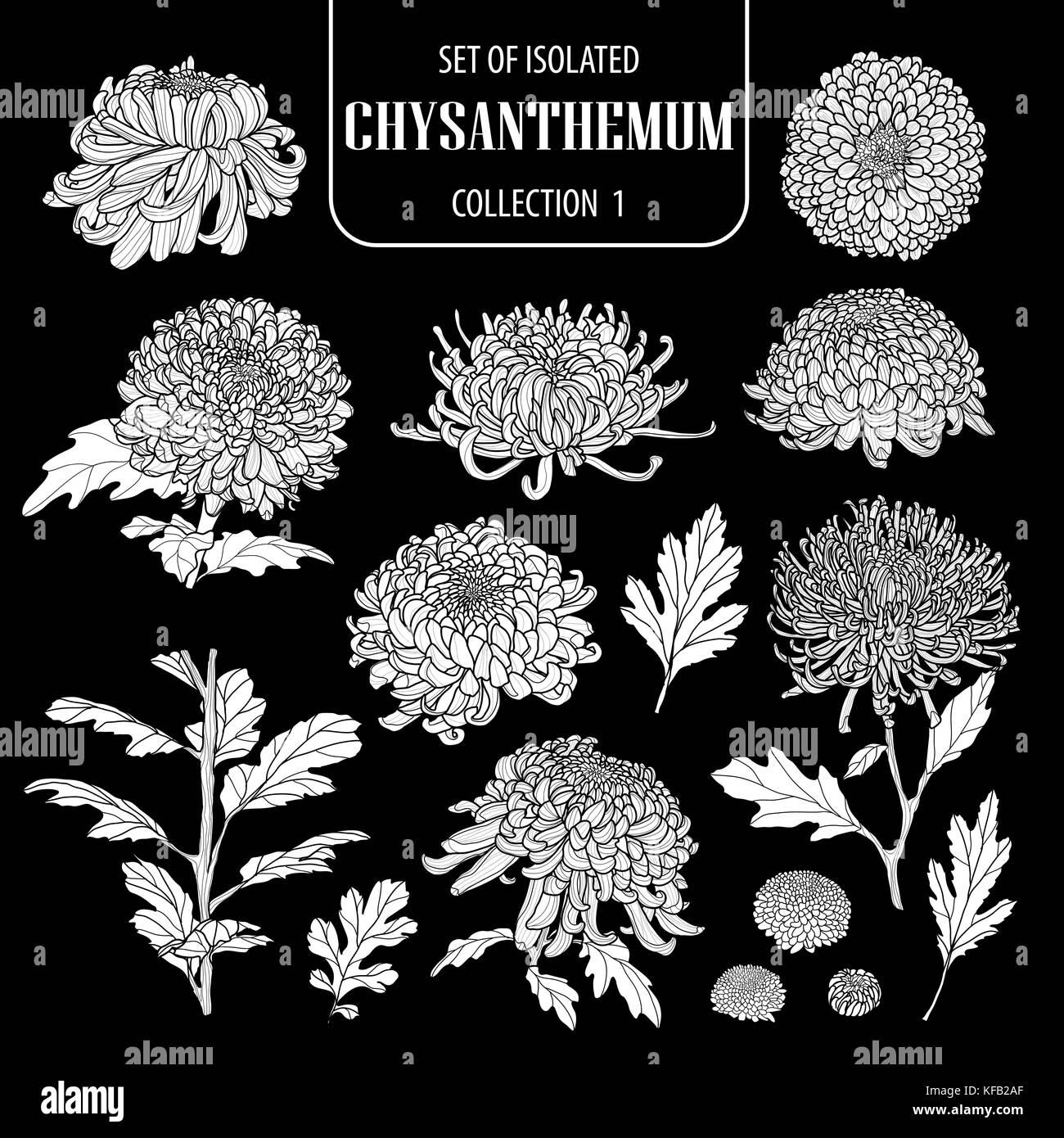 Ensemble de silhouette blanche collection chrysanthème isolés 1.extra hand drawn vector illustration fleurs en avion blanc et sans contour sur noir backgrou Illustration de Vecteur