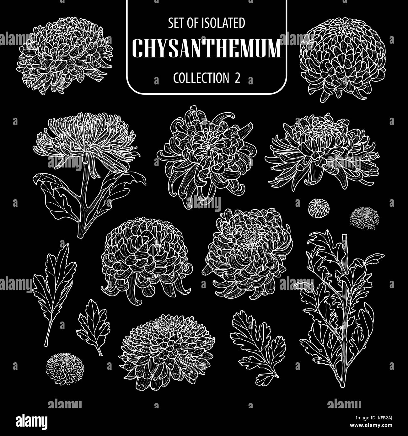 Ensemble de collection chrysanthème isolés 2. mignon hand drawn vector illustration fleur contour blanc sur fond noir. Illustration de Vecteur