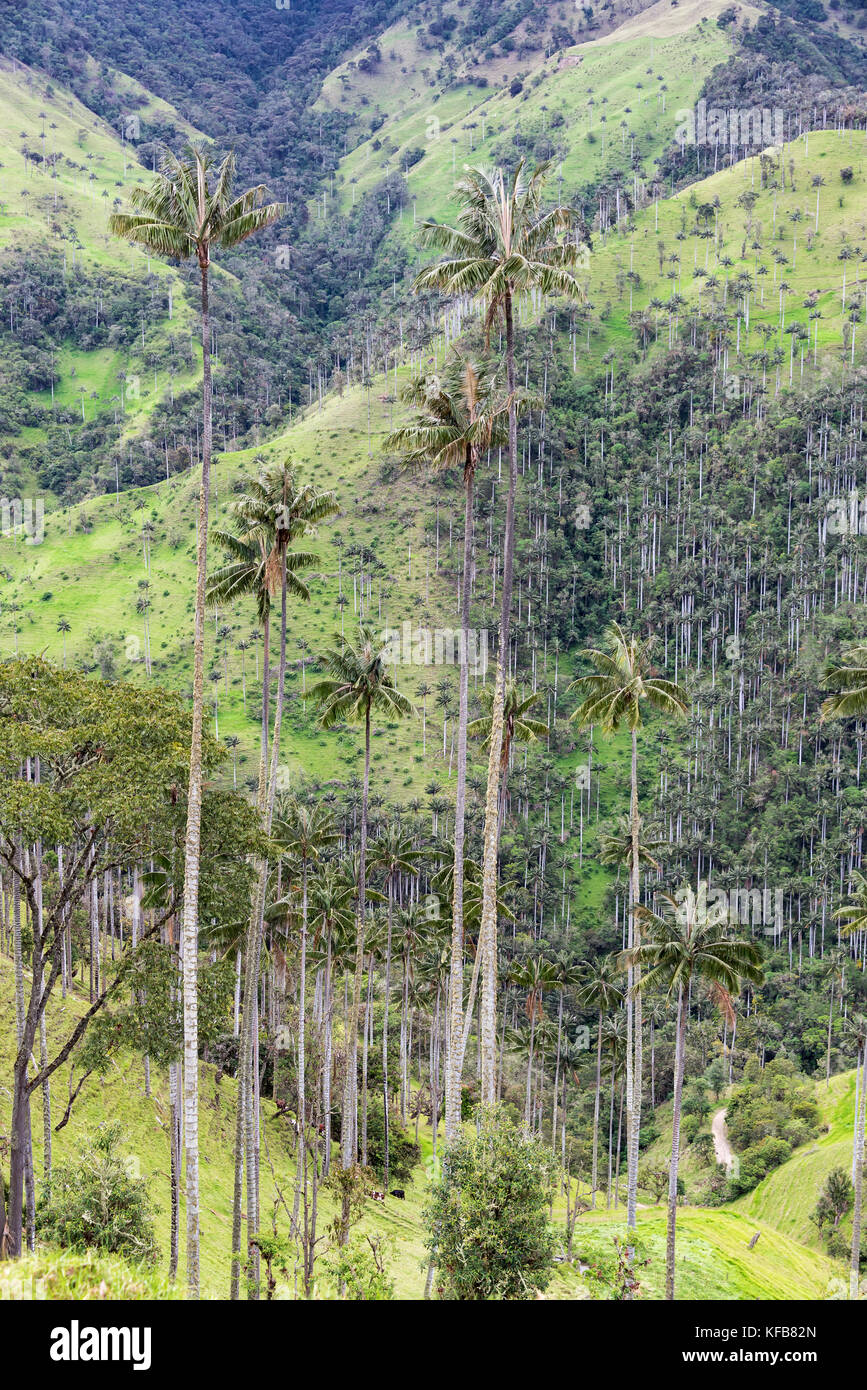 Avis de cire palmiers près de Salento, Colombie. wax palms sont le plus grand palmier dans le monde Banque D'Images