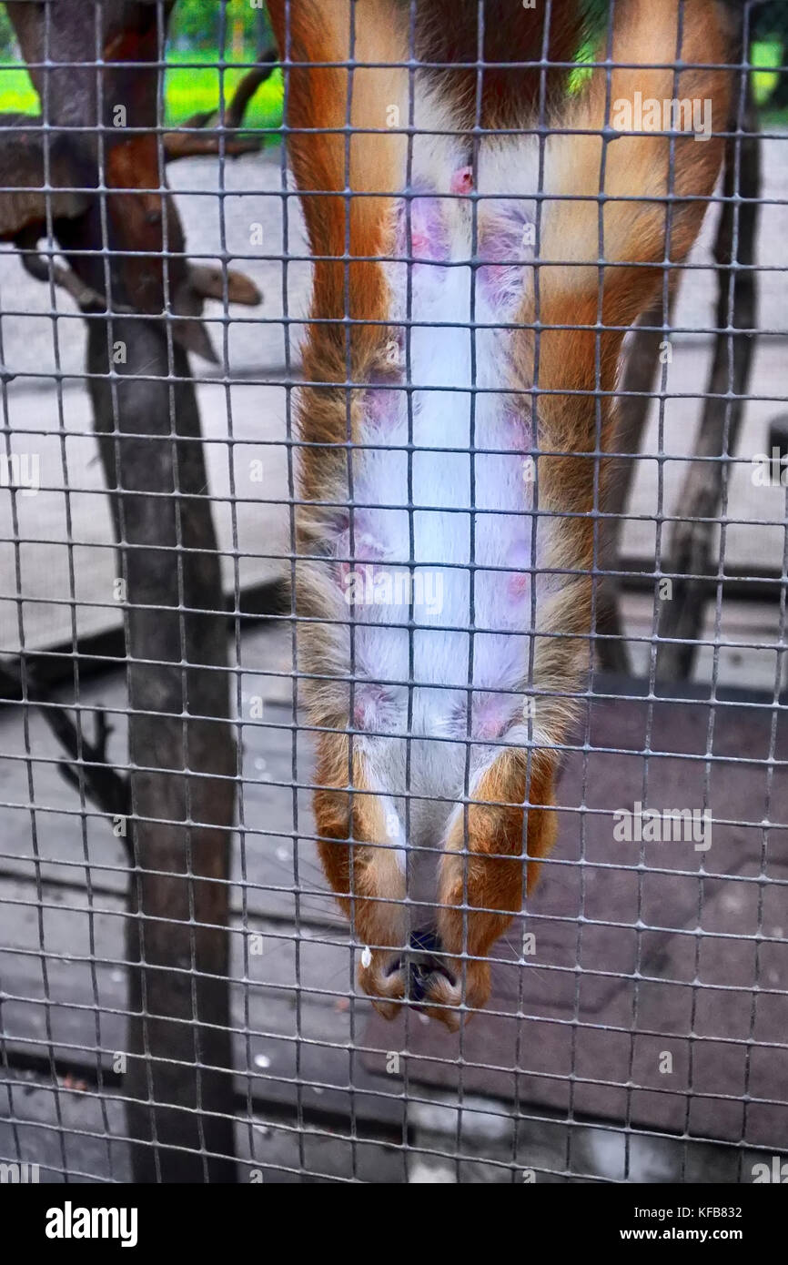 écureuil en cage Banque de photographies et d'images à haute résolution -  Alamy