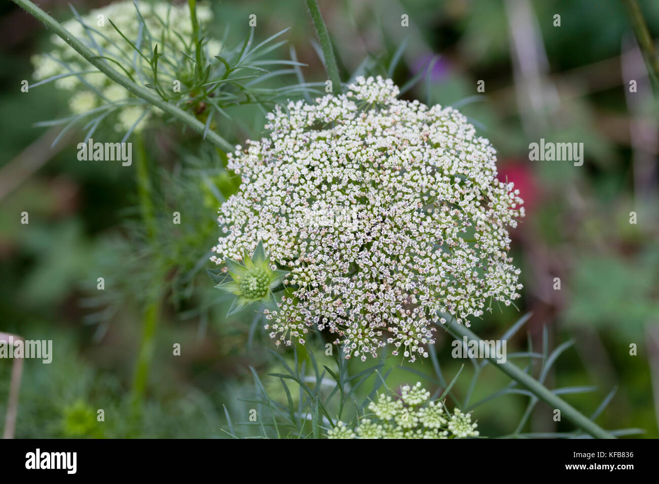 Feuillage plumeux et chefs d'un dôme vert et fleurs blanches de la vivace umbellifer Ammi visnaga, Banque D'Images