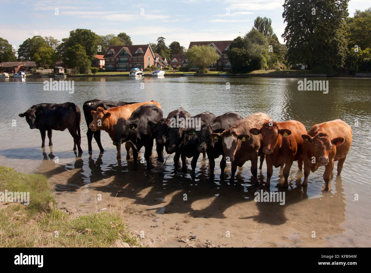 Le bétail de se rafraîchir dans la Tamise, Beaconsfield, près de High Wycombe, Buckinghamshire, Angleterre Banque D'Images