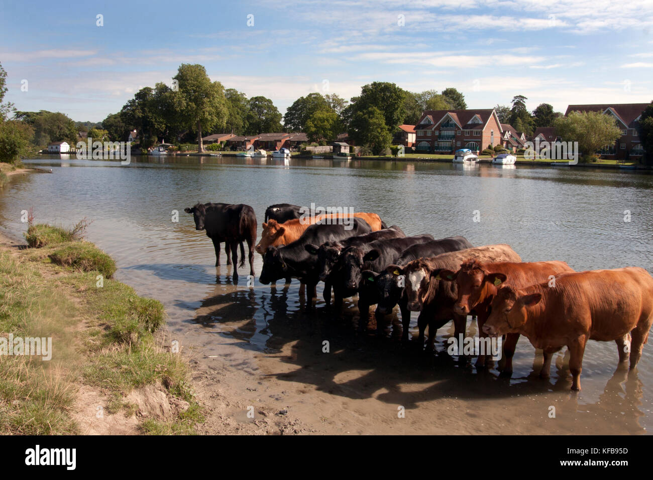 Troupeau de vaches baignant dans la Tamise à Cookham près de High Wycombe, Buckinghamshire, Angleterre Banque D'Images