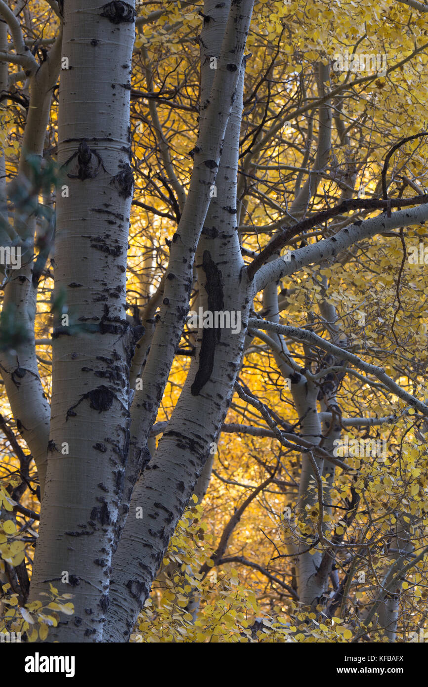 Tremble rétroéclairé de pointe dans la couleur de l'automne Banque D'Images