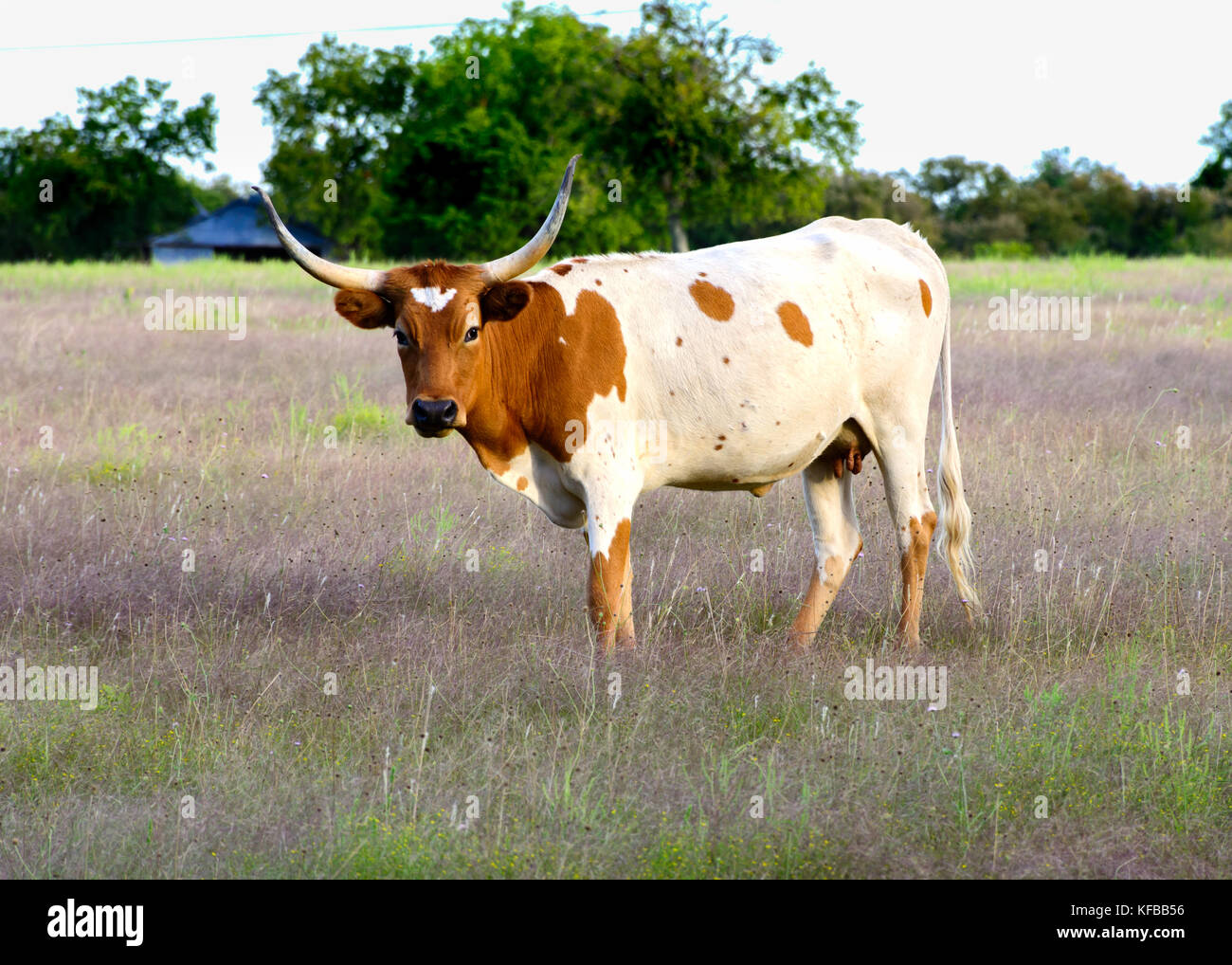 Vache Texas Longhorn en champ avec ancienne grange en arrière-plan Banque D'Images