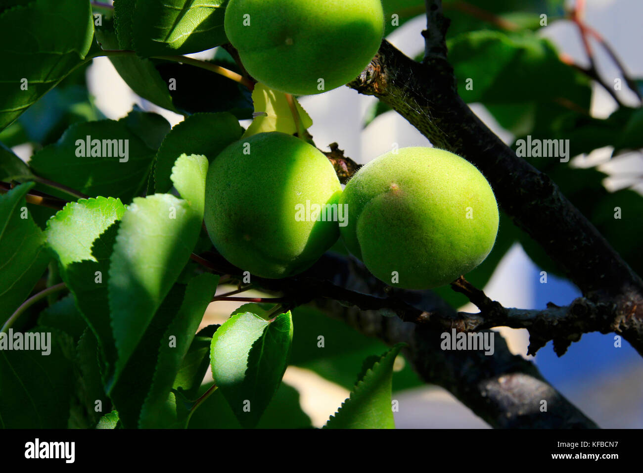 Les abricots de la maturation sur l'arbre Banque D'Images