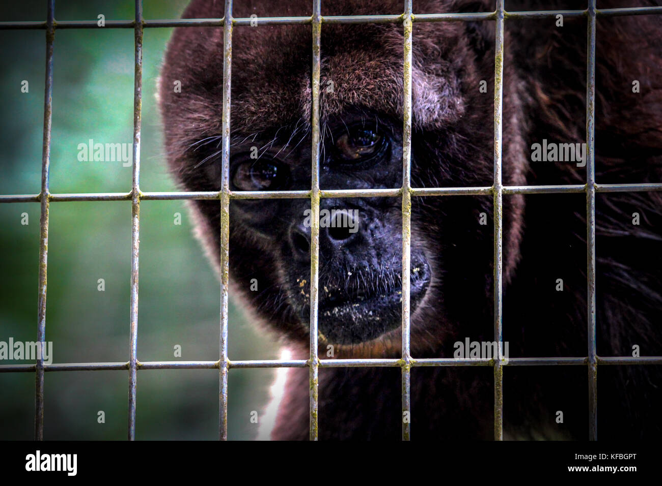 Singe en cage à la liberté Banque D'Images