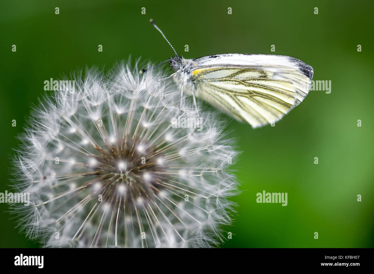 Macro d'un papillon venant butiner la fleur de pissenlit Banque D'Images