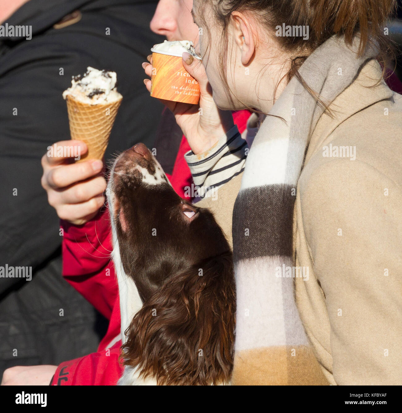 Le lac Windermere, Cumbria, Royaume-Uni. 27 octobre, 2017. Météo France : Après-midi ensoleillé ciel bleu clair pour la durée d'attente pour espérer .Chien de la crème glacée . Gordon:crédit Shoosmith/Alamy Live News Banque D'Images