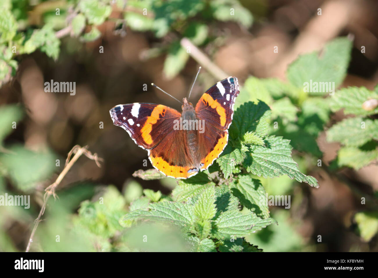 Goring Beach, West Sussex, UK. 27 octobre 2017. L'amiral rouge un pèlerin papillon au soleil sur une plage d'ortie à Goring, West Sussex, UK. Credit : Julia Gavin/Alamy Live News Banque D'Images