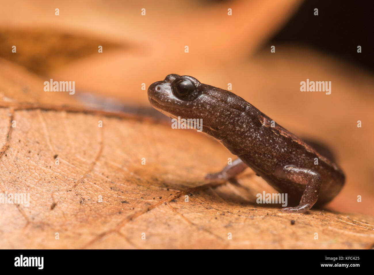 Un mince de Californie (salamandre attenuatus) Plethodon. Au début des années 2000, ce genre a été divisé en 20 espèces étroitement apparentées tous trouvés en CA. Banque D'Images