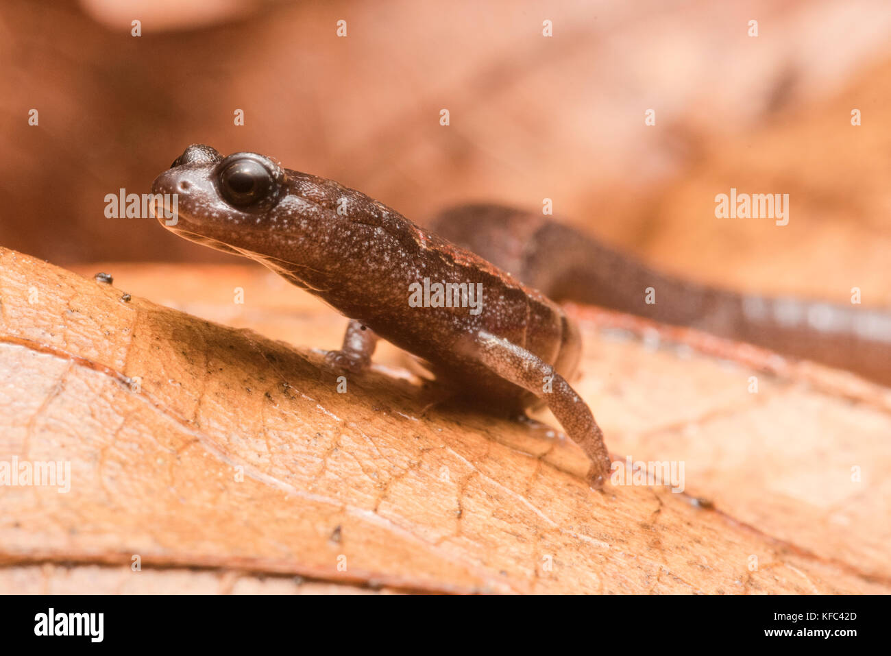 Un mince de Californie (salamandre attenuatus) Plethodon. Au début des années 2000, ce genre a été divisé en 20 espèces étroitement apparentées tous trouvés en CA. Banque D'Images