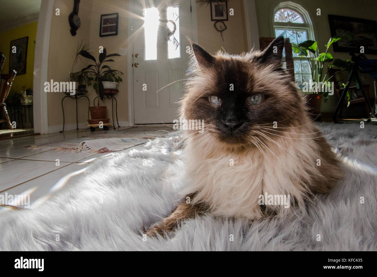 Un chat siamois Himalaya amuse et portant sur l'intérieur de la maison. Banque D'Images
