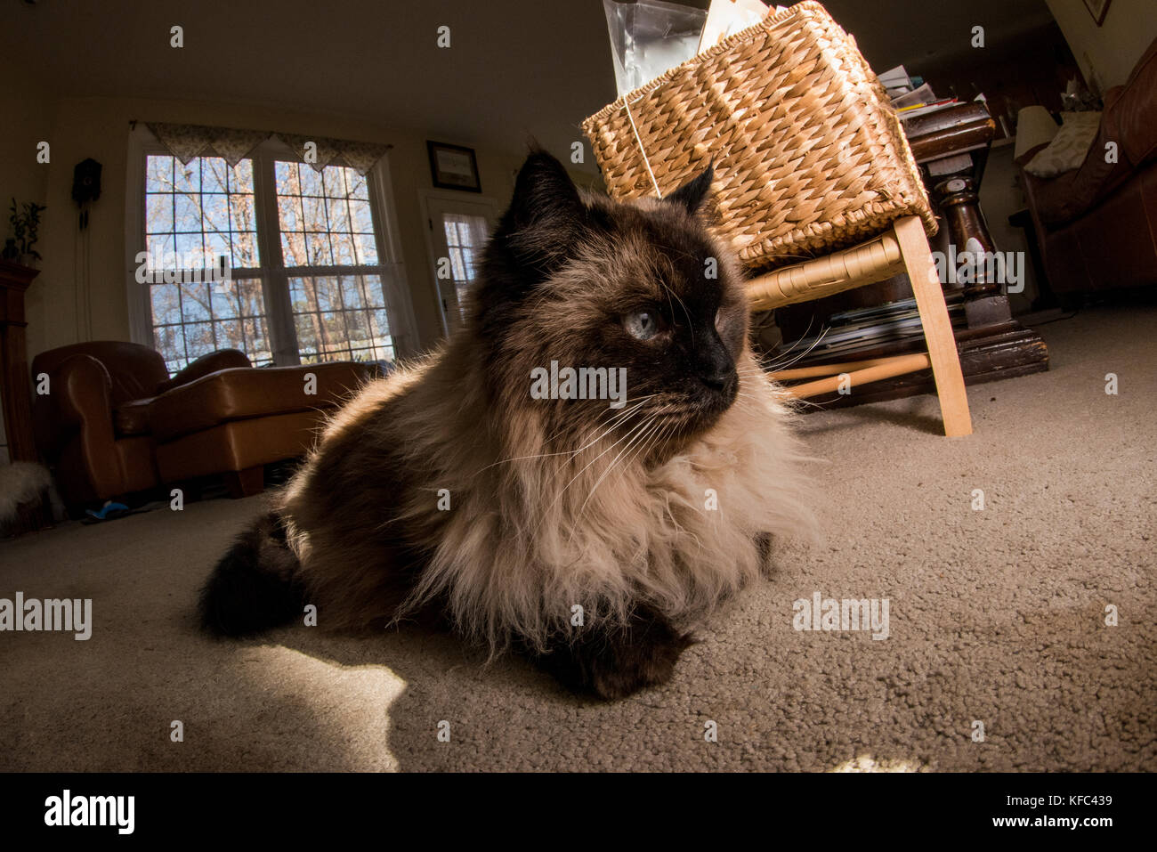 Un chat siamois Himalaya amuse et portant sur l'intérieur de la maison. Banque D'Images