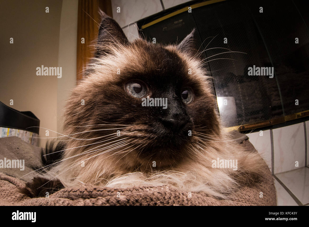 Un beau chat siamois de l'Himalaya dans le salon. Banque D'Images
